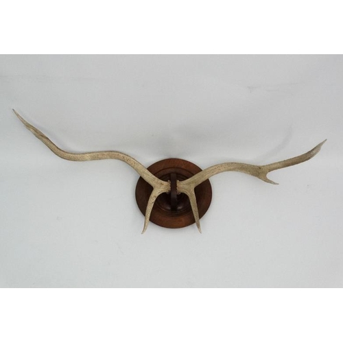 54 - Taxidermy : A pair of 6 point Red Deer white antlers , affixed unusually on a mahogany roundel mount... 