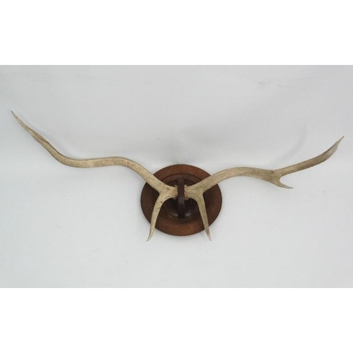 54 - Taxidermy : A pair of 6 point Red Deer white antlers , affixed unusually on a mahogany roundel mount... 