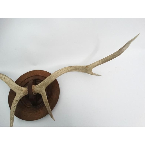 54 - Taxidermy : A pair of 6 point Red Deer white antlers , affixed unusually on a mahogany roundel mount... 