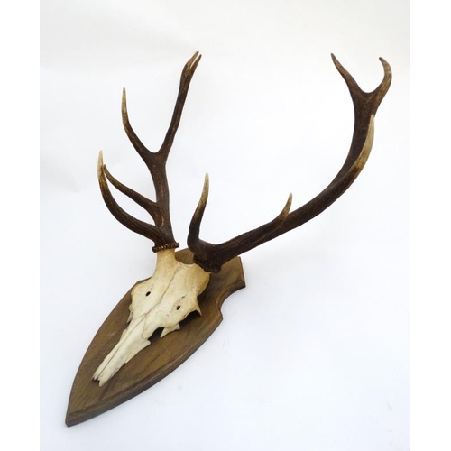 55 - Taxidermy :  A pair of 10 point of Red Deer antlers affixed to a shaped wooden shield mount , 36'' t... 