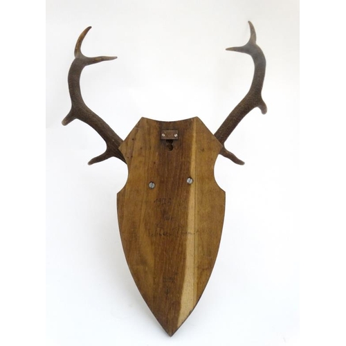 55 - Taxidermy :  A pair of 10 point of Red Deer antlers affixed to a shaped wooden shield mount , 36'' t... 