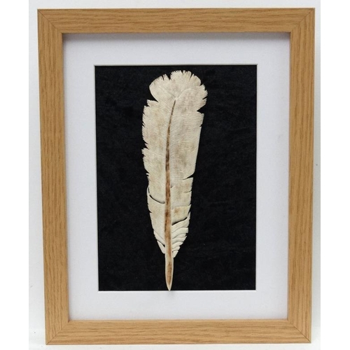 58 - Taxidermy : An antler carved feather , mounted upon a black velvet background. Framed. Approximately... 