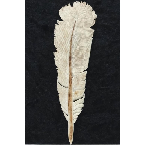 58 - Taxidermy : An antler carved feather , mounted upon a black velvet background. Framed. Approximately... 