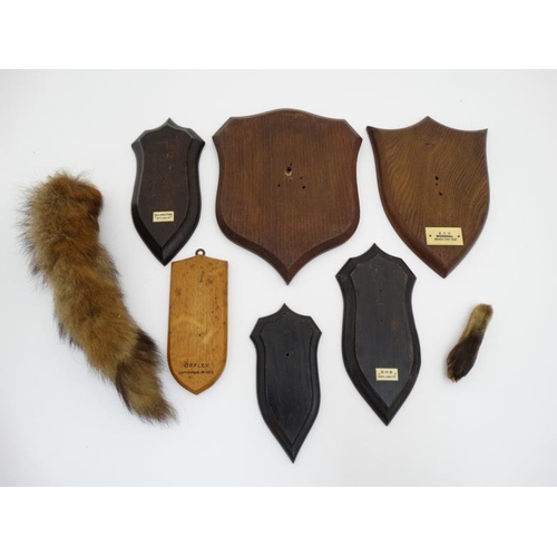 59 - Taxidermy : An assortment of Mammal shields , to include two with labels for Rowland Ward , two stam... 