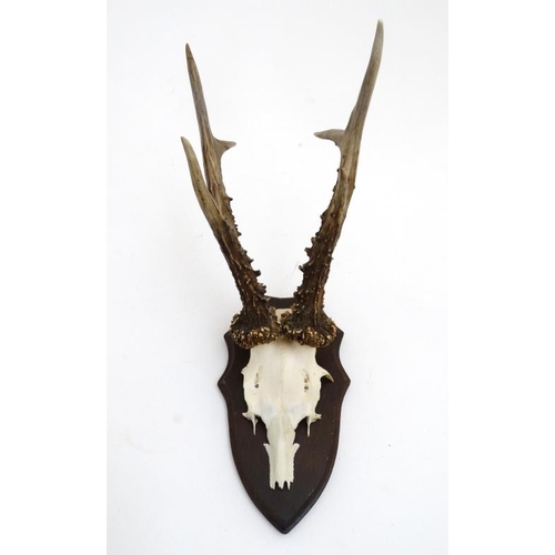 61 - Taxidermy : A half - skull mount of Roe Deer antlers affixed to an oak shield mount , 14'' high