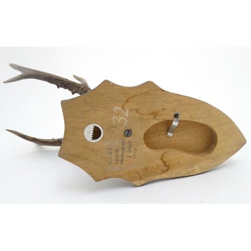 61 - Taxidermy : A half - skull mount of Roe Deer antlers affixed to an oak shield mount , 14'' high