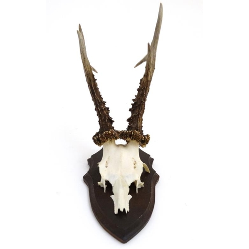 61 - Taxidermy : A half - skull mount of Roe Deer antlers affixed to an oak shield mount , 14'' high