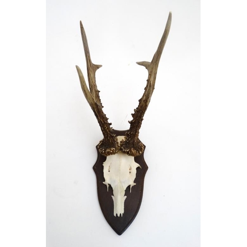 61 - Taxidermy : A half - skull mount of Roe Deer antlers affixed to an oak shield mount , 14'' high