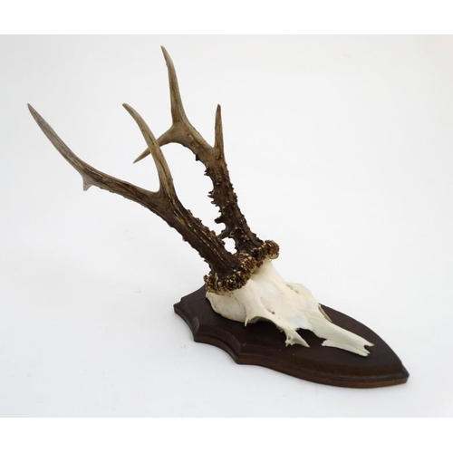 61 - Taxidermy : A half - skull mount of Roe Deer antlers affixed to an oak shield mount , 14'' high