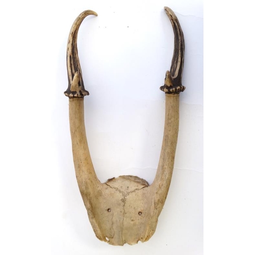 62 - Taxidermy : A half - skull mount of Muntjac ' barking deer ' antlers , 9 1/2'' long