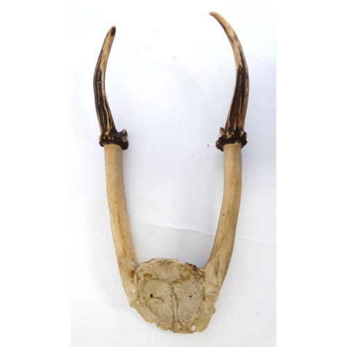 62 - Taxidermy : A half - skull mount of Muntjac ' barking deer ' antlers , 9 1/2'' long