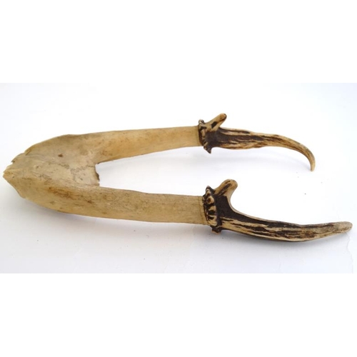 62 - Taxidermy : A half - skull mount of Muntjac ' barking deer ' antlers , 9 1/2'' long