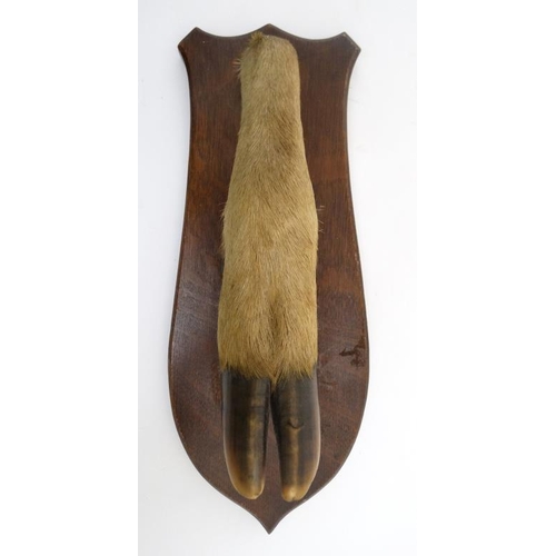 63 - Taxidermy : a ' Deer Slot ' ( Red Deer hoof ) affixed to a stained oak shield mount , 12 3/4'' long.