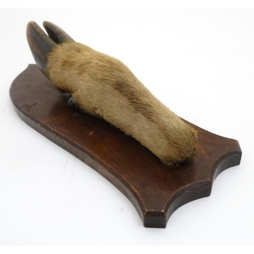 63 - Taxidermy : a ' Deer Slot ' ( Red Deer hoof ) affixed to a stained oak shield mount , 12 3/4'' long.