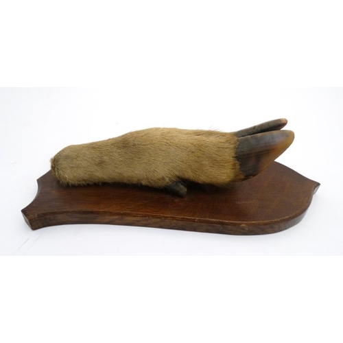 63 - Taxidermy : a ' Deer Slot ' ( Red Deer hoof ) affixed to a stained oak shield mount , 12 3/4'' long.