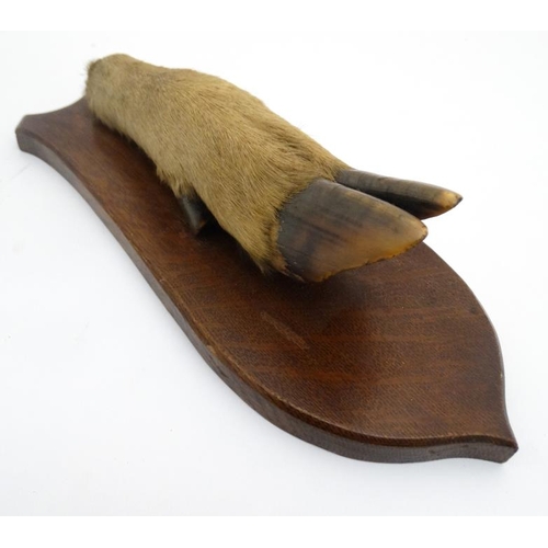 63 - Taxidermy : a ' Deer Slot ' ( Red Deer hoof ) affixed to a stained oak shield mount , 12 3/4'' long.