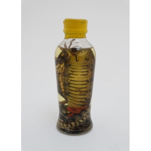 65 - Taxidermy : A preserved Cobra in bottle , placed in attacking position with open hood . 5 1/2'' tall