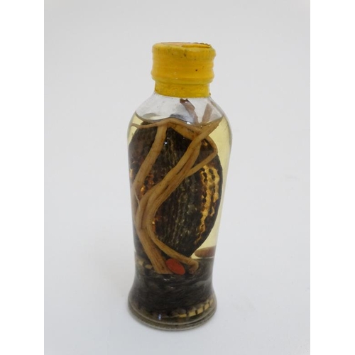 65 - Taxidermy : A preserved Cobra in bottle , placed in attacking position with open hood . 5 1/2'' tall