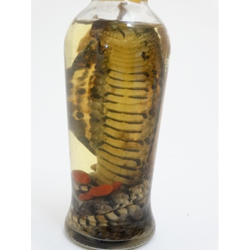 65 - Taxidermy : A preserved Cobra in bottle , placed in attacking position with open hood . 5 1/2'' tall