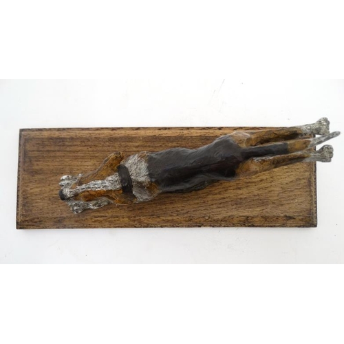 68 - A hunting paper clip in the form of a 21stC cold painted cast bronze hound on oak base. The base 11'... 