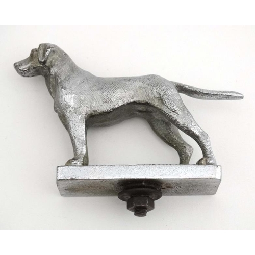 89A - Car mascot / Hood Ornament : Louis Lejeune Ltd a signed and chromed figure of a standing Labrador do... 