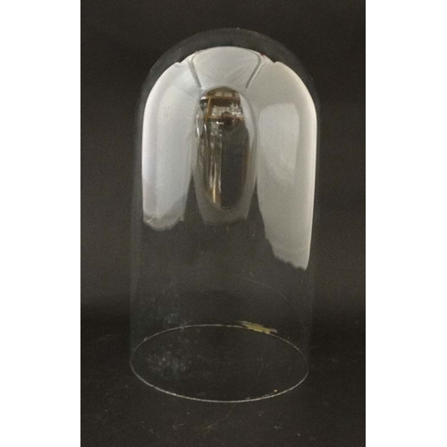 48 - A 19 thC glass dome for clock / taxidermy specimens , standing 10'' high