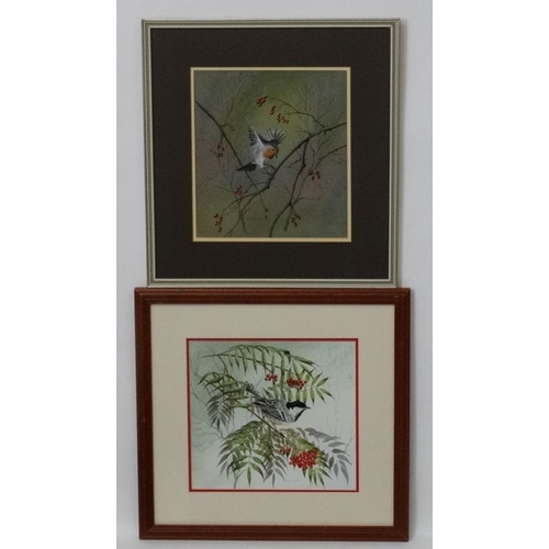 43 - D J S Goodman XX Ornithological School, Gouache , a pair, Robin and Coal Titmouse, Signed lower and ... 