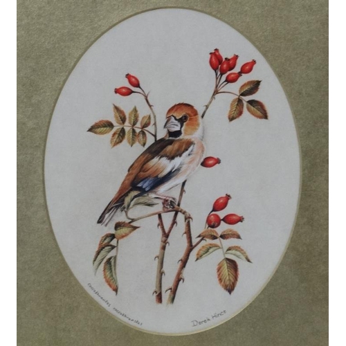 44 - Dereck Hines XX Ornithological School, Three oval watercolours, Coal tit amongst black berries , Haw... 