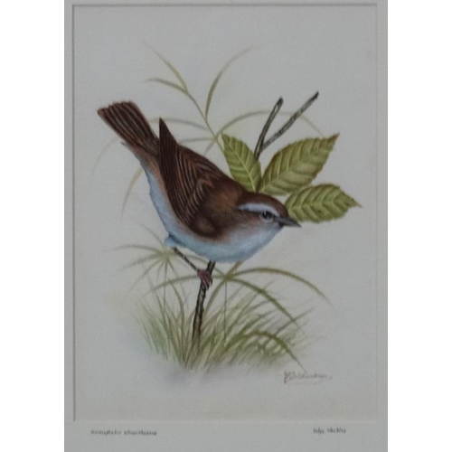 45 - N Chunman XX Ornithological School, Watercolours ,a pair, Male and female Sedge Warblers, latin name... 