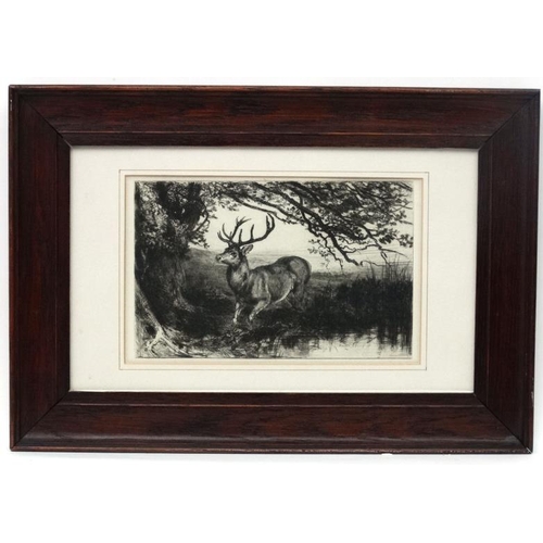 51 - C.1900 etching. Stag at water's edge under a tree. In an old oak frame . Aperture 5 3/4 x 9 1/8''.