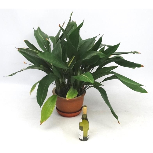 1096 - Garden and Architectural : large Aspidistra plant in a pot measuring approximately 36'' high Please ... 