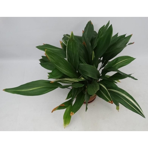 1096 - Garden and Architectural : large Aspidistra plant in a pot measuring approximately 36'' high Please ... 