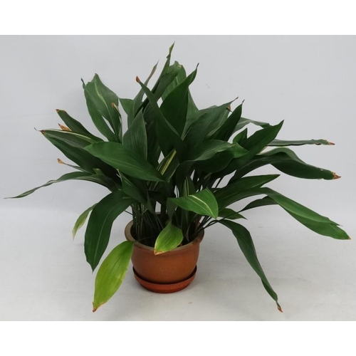 1096 - Garden and Architectural : large Aspidistra plant in a pot measuring approximately 36'' high Please ... 