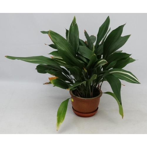 1096 - Garden and Architectural : large Aspidistra plant in a pot measuring approximately 36'' high Please ... 