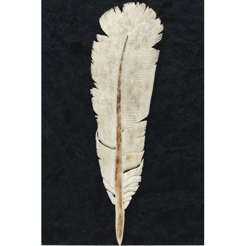 142 - Taxidermy : An antler carved feather , mounted upon a black velvet background. Framed. Approximately... 