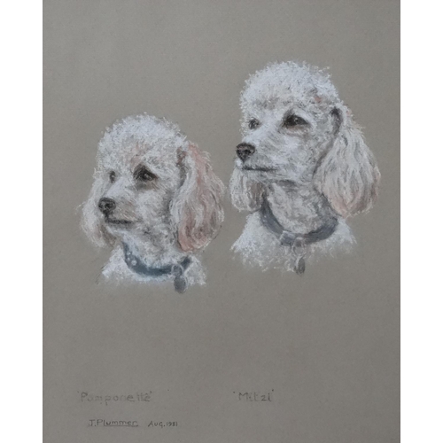 196 - J Plummer 1981, Canine portrait. Pastel on paper. A pair of dog portraits of miniature Poodles ' Pom... 