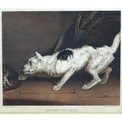 202 - Dog: T Fairland after JAMES WARD RA (1769-1859), Coloured lithograph, 'Caught At Last - a wire haire... 