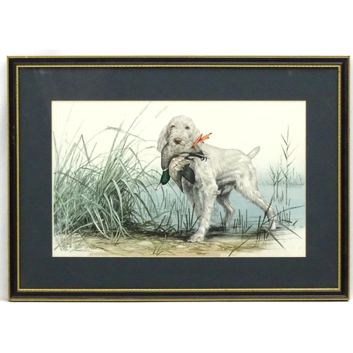 211 - Gun dog: After indistinctly signed, Coloured print, Italian Spinone gun dog retrieving a duck from b... 