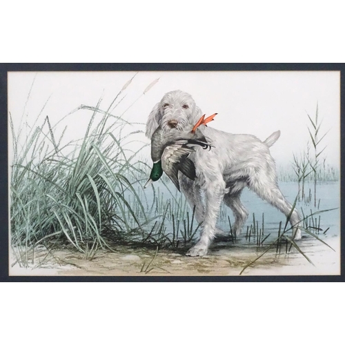 211 - Gun dog: After indistinctly signed, Coloured print, Italian Spinone gun dog retrieving a duck from b... 