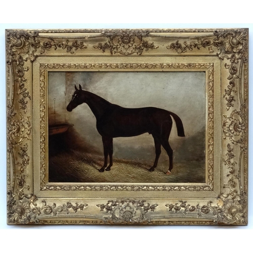 347 - James Clarke (op. 1858 - C.1909) Equine School,  Oil on board, ' Admiral ' portrait of a Bay Hunter ... 