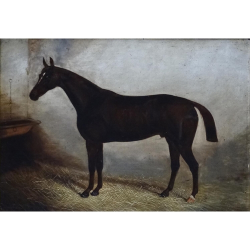 347 - James Clarke (op. 1858 - C.1909) Equine School,  Oil on board, ' Admiral ' portrait of a Bay Hunter ... 