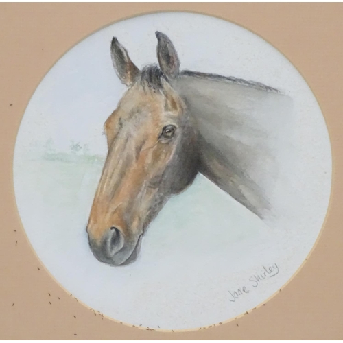 357 - Horse: Jane Shirley XX, Watercolour, a Tondo,  Head of a bay horse, 6 1/4'' diameter