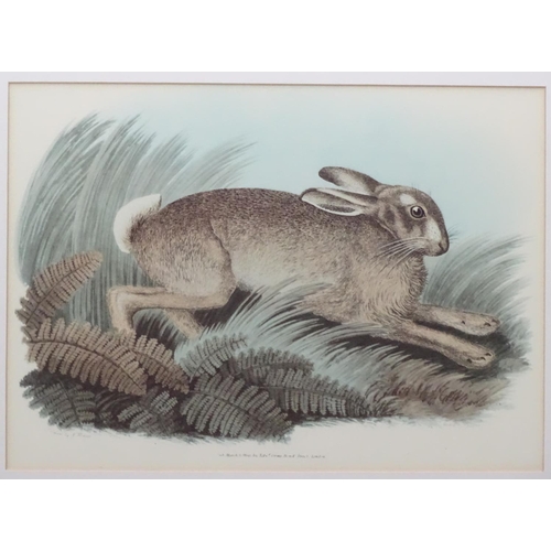 387 - Shooting: After Mads Stage (1922), print, Fox with Pheasant,  After S Howitt, print, The Rabbit, Sep... 