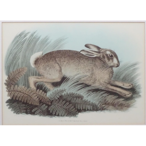 387 - Shooting: After Mads Stage (1922), print, Fox with Pheasant,  After S Howitt, print, The Rabbit, Sep... 