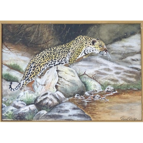 388 - Big Game: Stuart Singer early XX, Gouache and watercolour, a pair, Indian Tiger with prey and Leopar... 