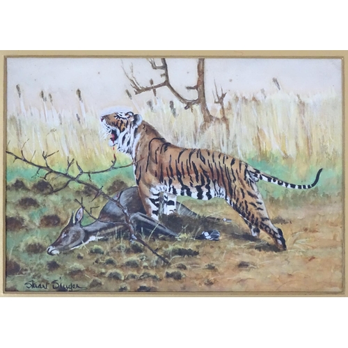 388 - Big Game: Stuart Singer early XX, Gouache and watercolour, a pair, Indian Tiger with prey and Leopar... 