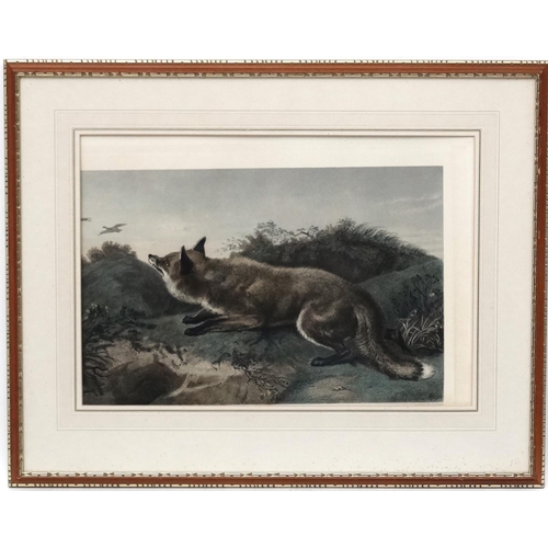 389 - Hunting / Widlife, After Charles George  Lewis (1808-1880) after Edwin Landseer, Coloured etching, '... 