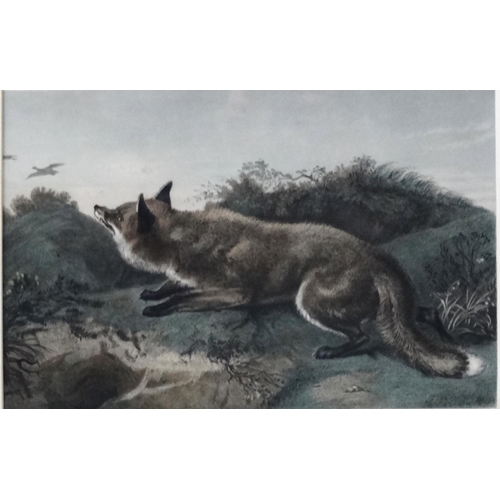 389 - Hunting / Widlife, After Charles George  Lewis (1808-1880) after Edwin Landseer, Coloured etching, '... 