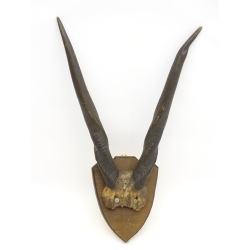 39 - Taxidermy: A late Victorian half skull mount of Eland antlers, affixed to a shield plinth, approxima... 