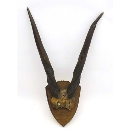 39 - Taxidermy: A late Victorian half skull mount of Eland antlers, affixed to a shield plinth, approxima... 